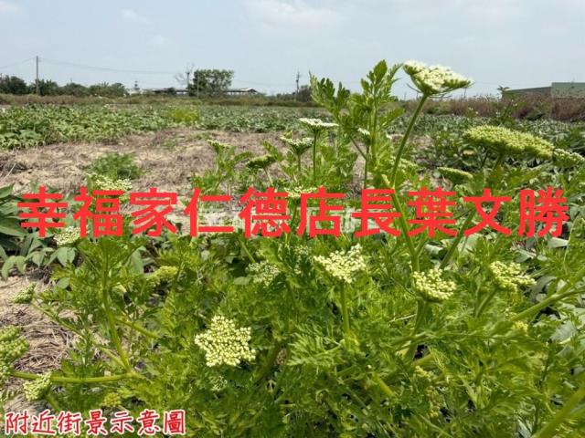 台南農地-7