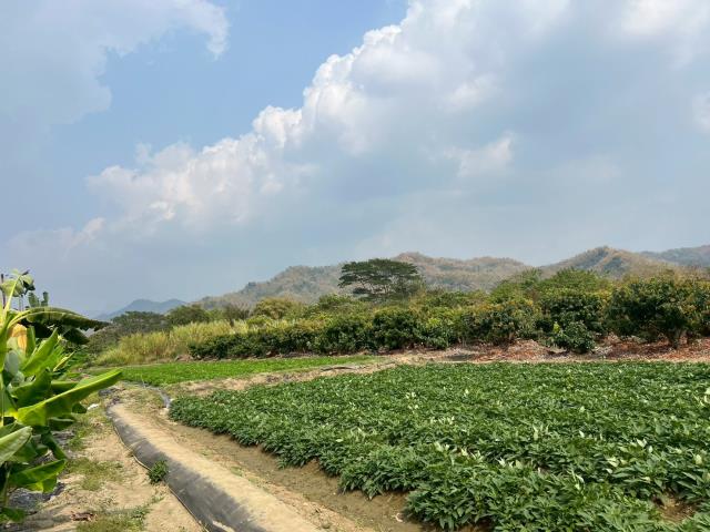 高雄美濃農地-10