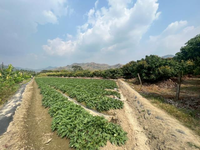 高雄美濃農地-15