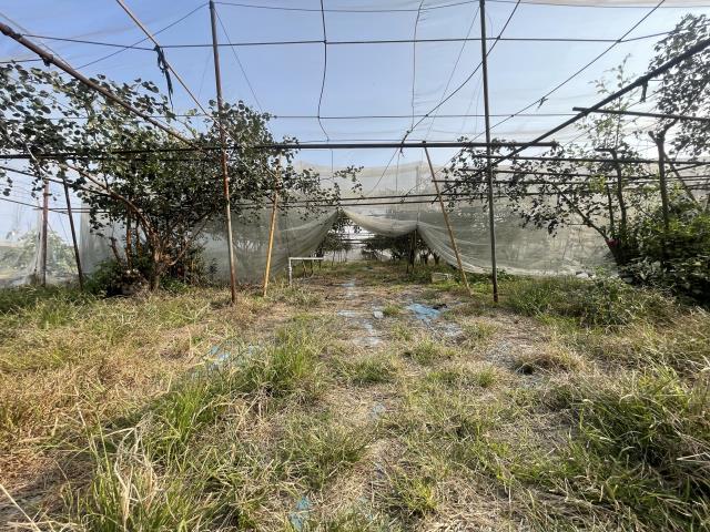 高雄農地-7