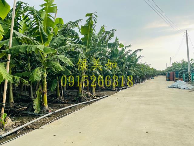 嘉義農地-4
