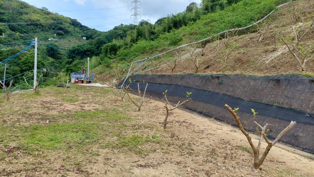 東勢農地-5