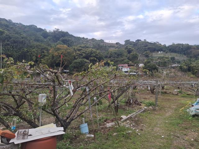 東勢農地-4