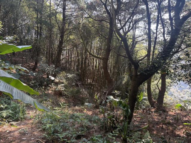 東勢山坡地-7