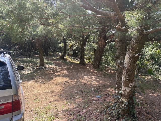 東勢山坡地-2