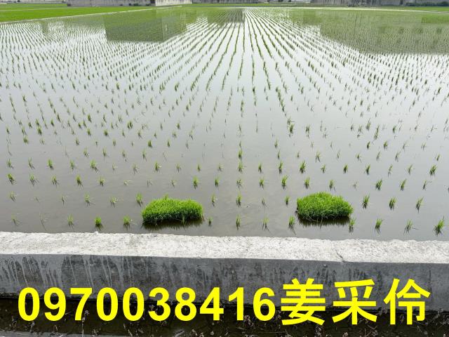 嘉義鹿草農地-10