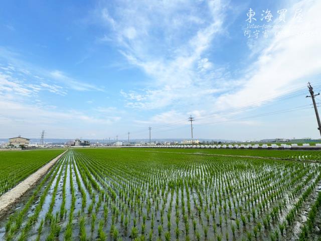 龍井農地-8